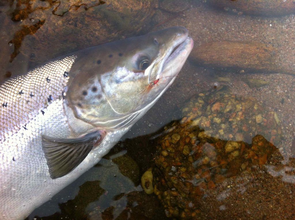 salmon on scrimp fly