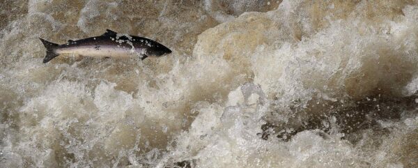 Salmon eat shrimp and crustaceans at sea