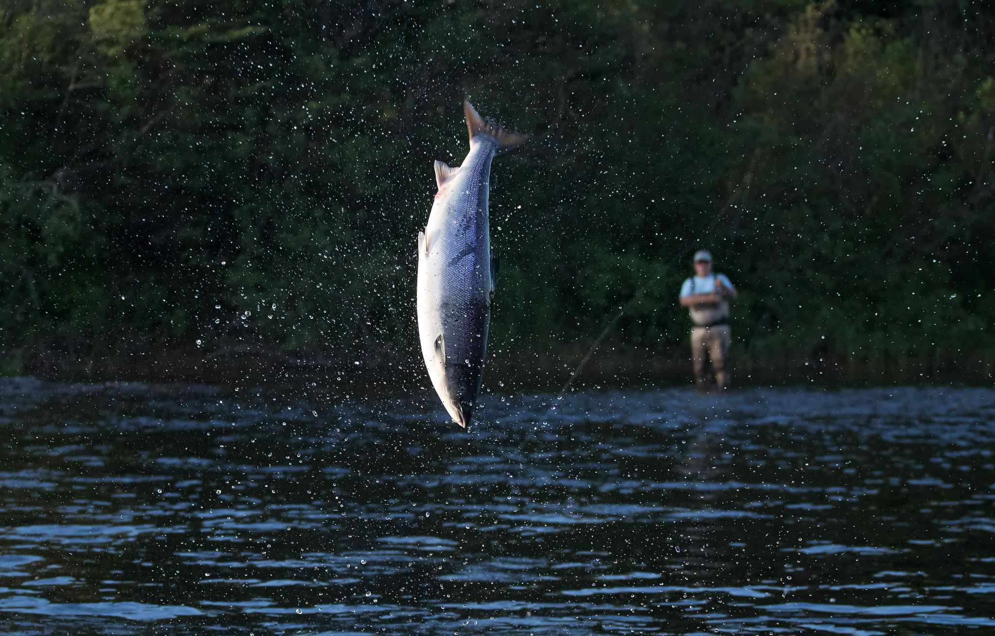 salmon on dry fly