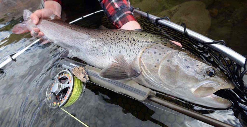 Morrish's Mouse, Idylwilde Rainbow, Brown, & Bull Trout Flies