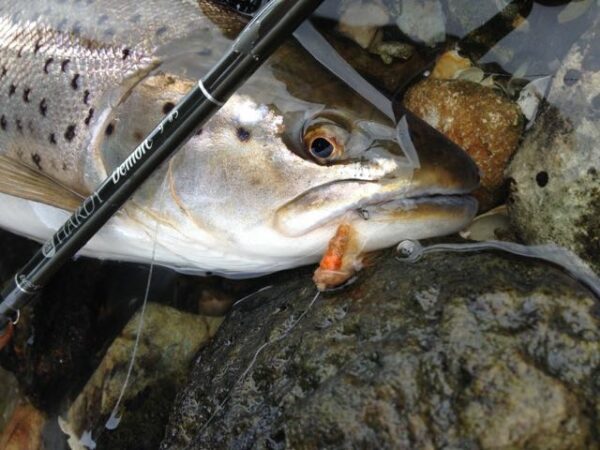 Danish sea trout fly