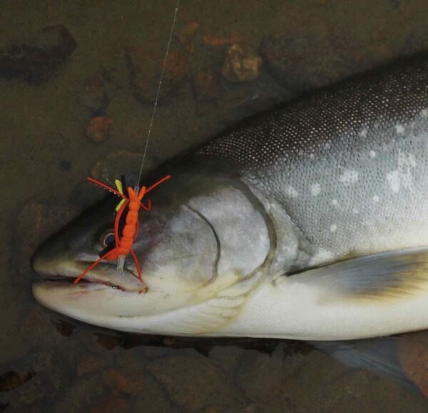 artic char on chernobyl ant