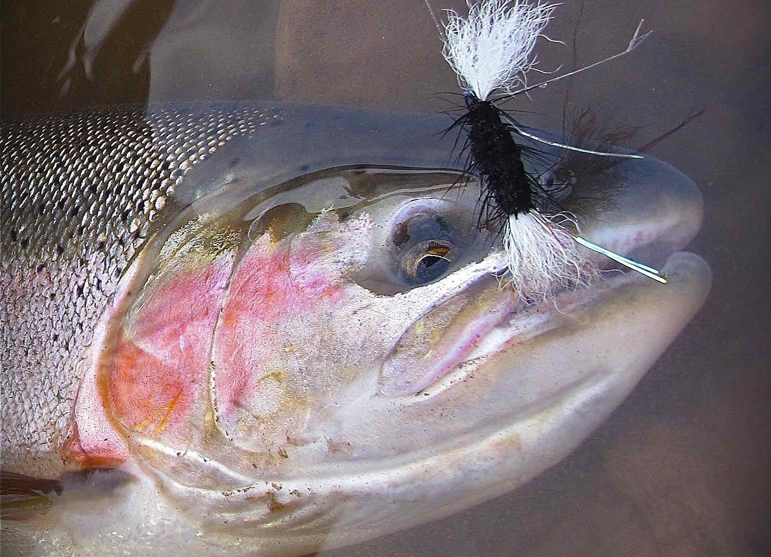 steelhead wake fly