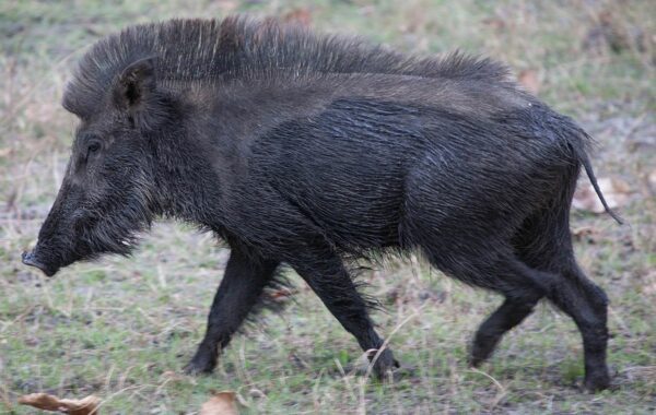 Indian wild boar - fly tying