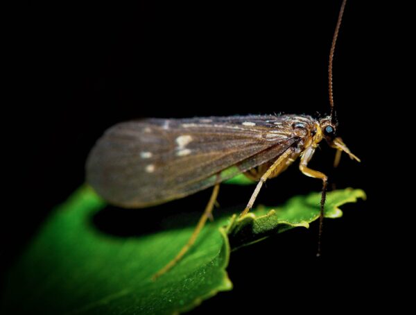 steelhead eat caddisfly insects