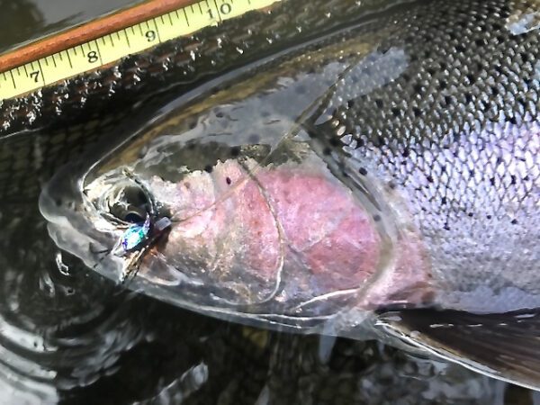 steelhead on the surface