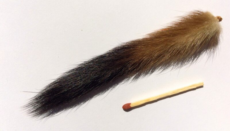 Stoat tail fly tying