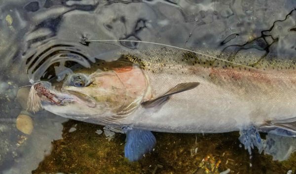 Jack e - cock steelhead on wake fly