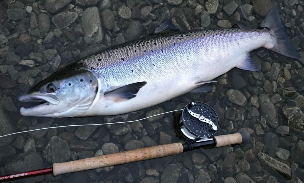 salmon on smal tube flies