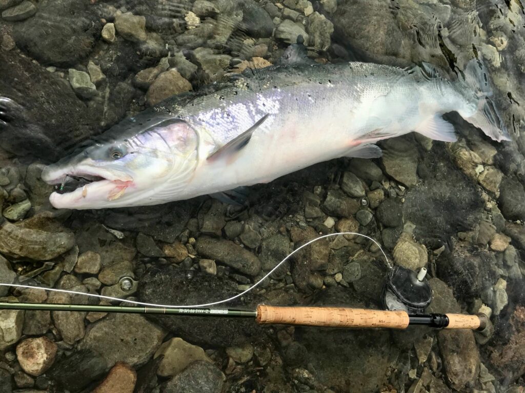 Atlantic salmon on riffling hitch