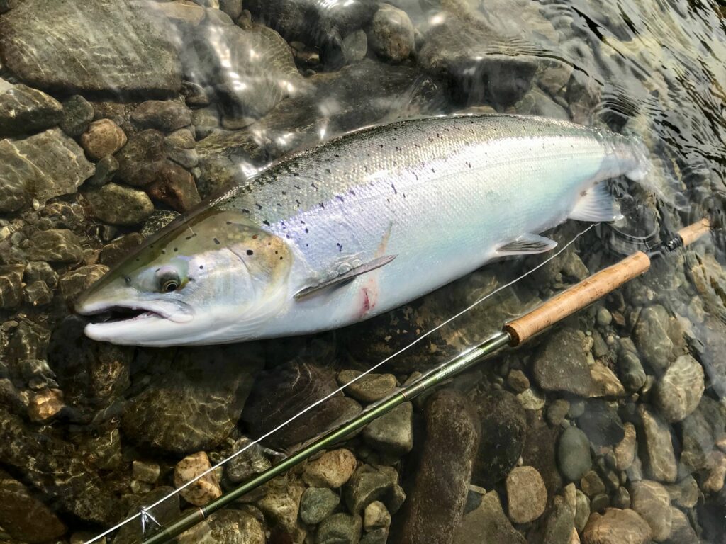 Salmon on riffling hitch tube fly