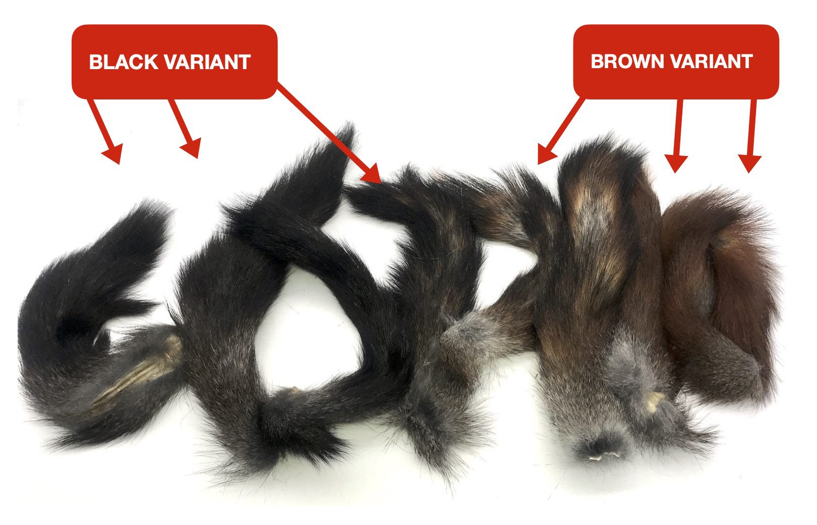 NEW SQUIRREL TAIL " BICOLOR " BLACK/BROWN  IN THE HAIR 2.5" to 3"long 