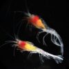 THE FISHMADMAN SHOP