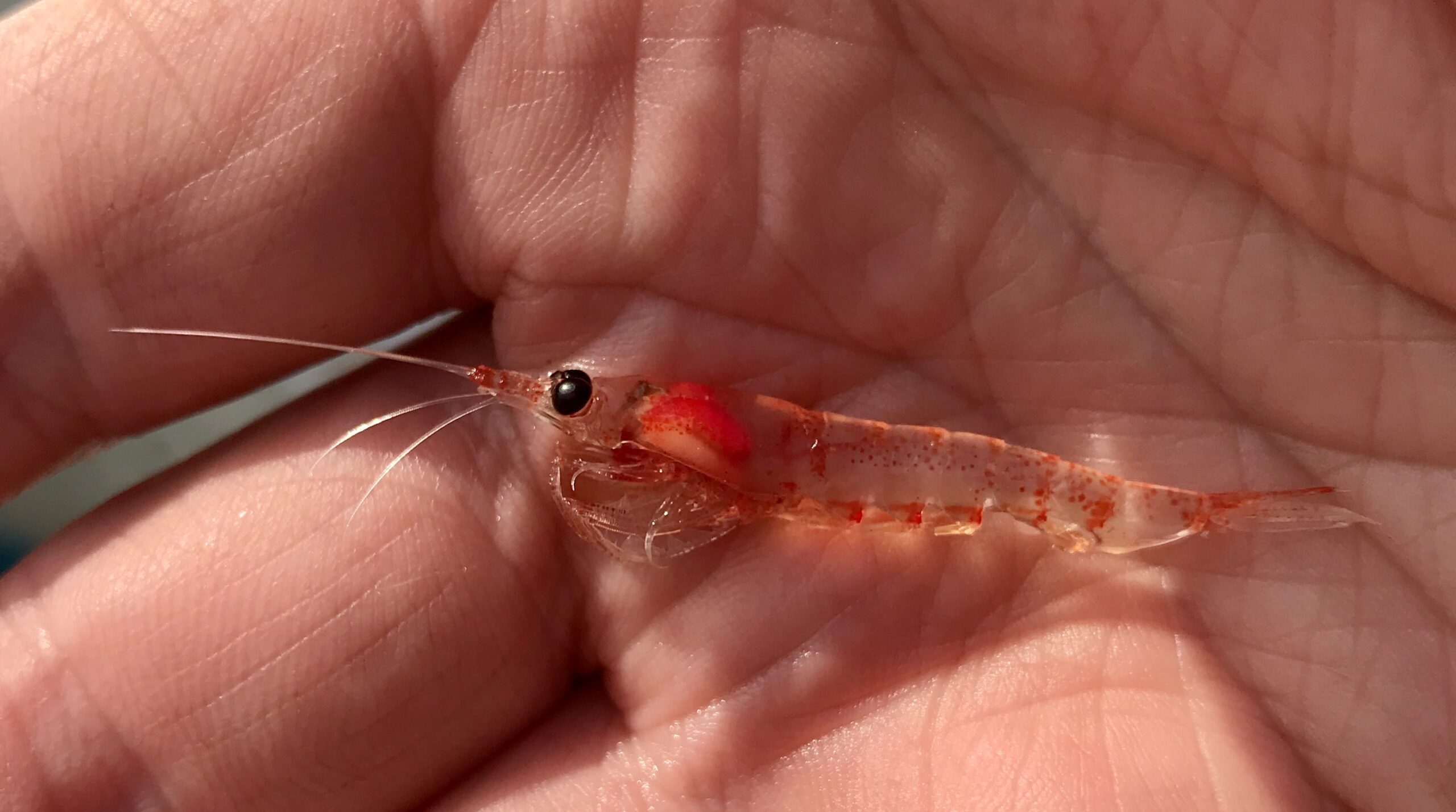 Meganyctiphanes norvegica A krill commonly known as the Northern Krill.