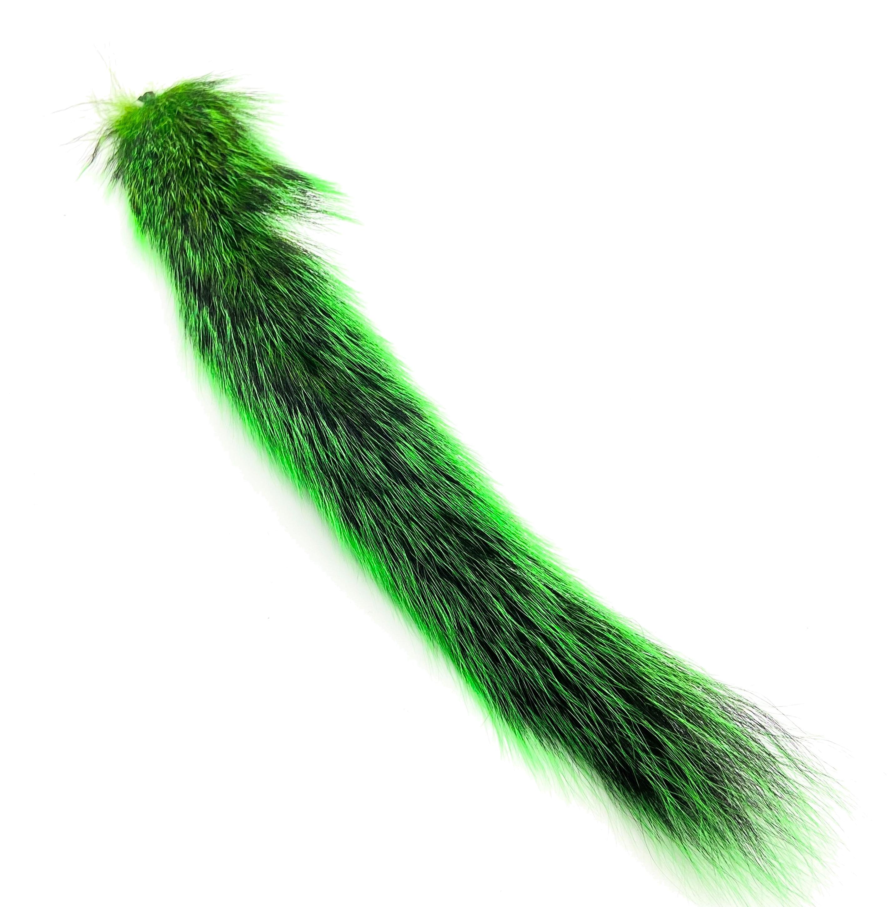 Squirrel tail green