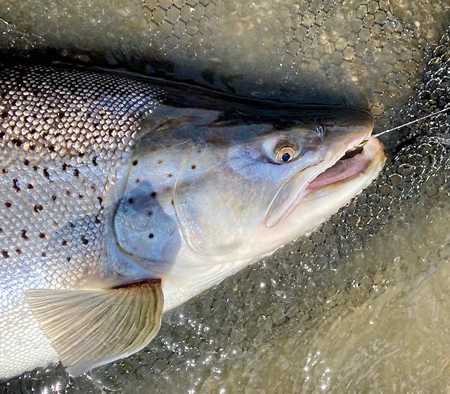 TDF flies for sea trout