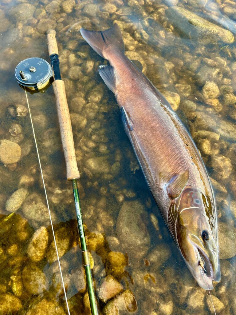 Salmon on nymph