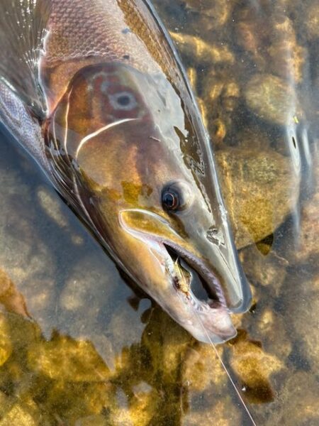 Salmon Nymph fishing