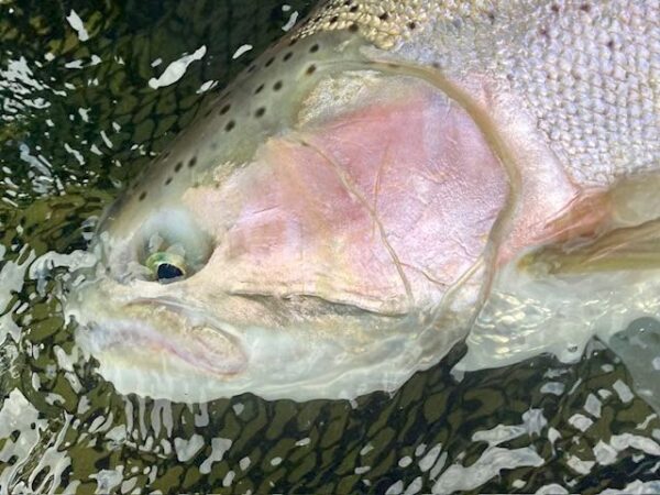 Steelhead Assassin